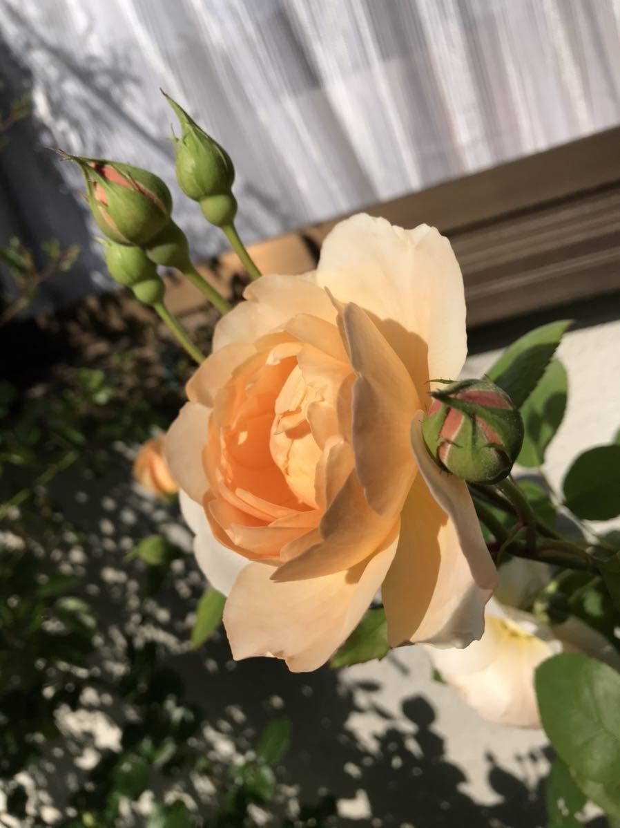 バラ苗 ムーンビーム 月光 第四種郵便可 四季咲き カップ咲き 白 クリーム色 黄 杏 アプリコット バラ 薔薇 苗2 苗 売買されたオークション情報 Yahooの商品情報をアーカイブ公開 オークファン Aucfan Com