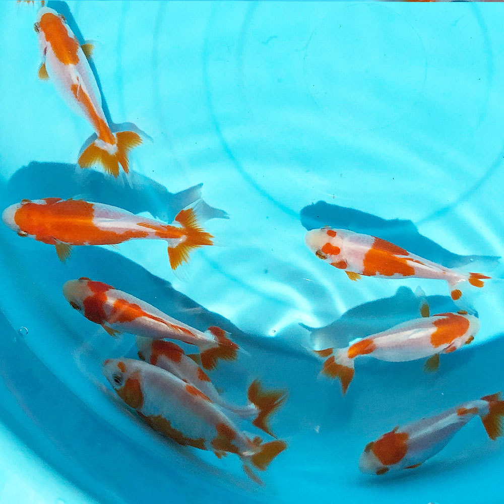 更紗和金 S 10匹 約5cm 8cm前後 三ツ尾 三ツ尾和金 金魚 生体 和金 売買されたオークション情報 Yahooの商品情報をアーカイブ公開 オークファン Aucfan Com 更紗和金 S 10匹 約5cm 8cm前後 三ツ尾 三ツ尾和金 金魚 生体 和金 売買されたオークション情報 Yahooの商品情報をアーカイブ公開 オークファン Aucfan Com