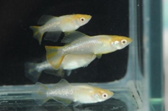 [メダカ永遠］アルビノクイーンメダカの稚魚・10匹