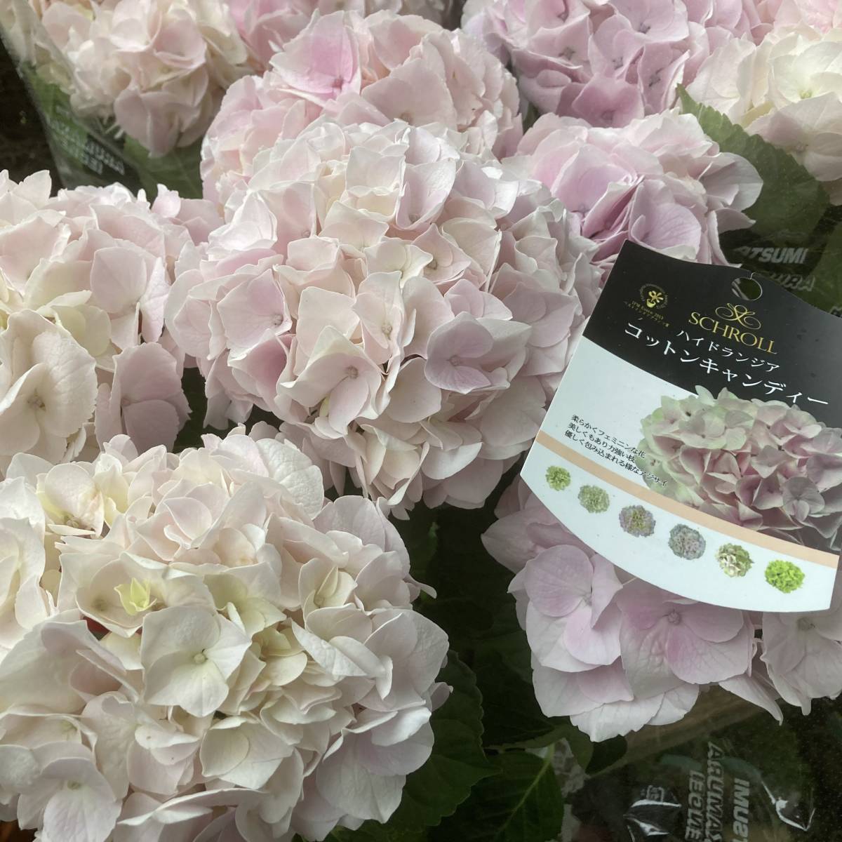 今年買ったコットンキャンディ紫陽花を枝カット後の鉢 楽天市場