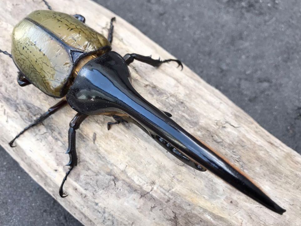 ペア DH ♂♀ ヘラクレス オオカブト 成虫 D.Hヘラクレス 新成虫 