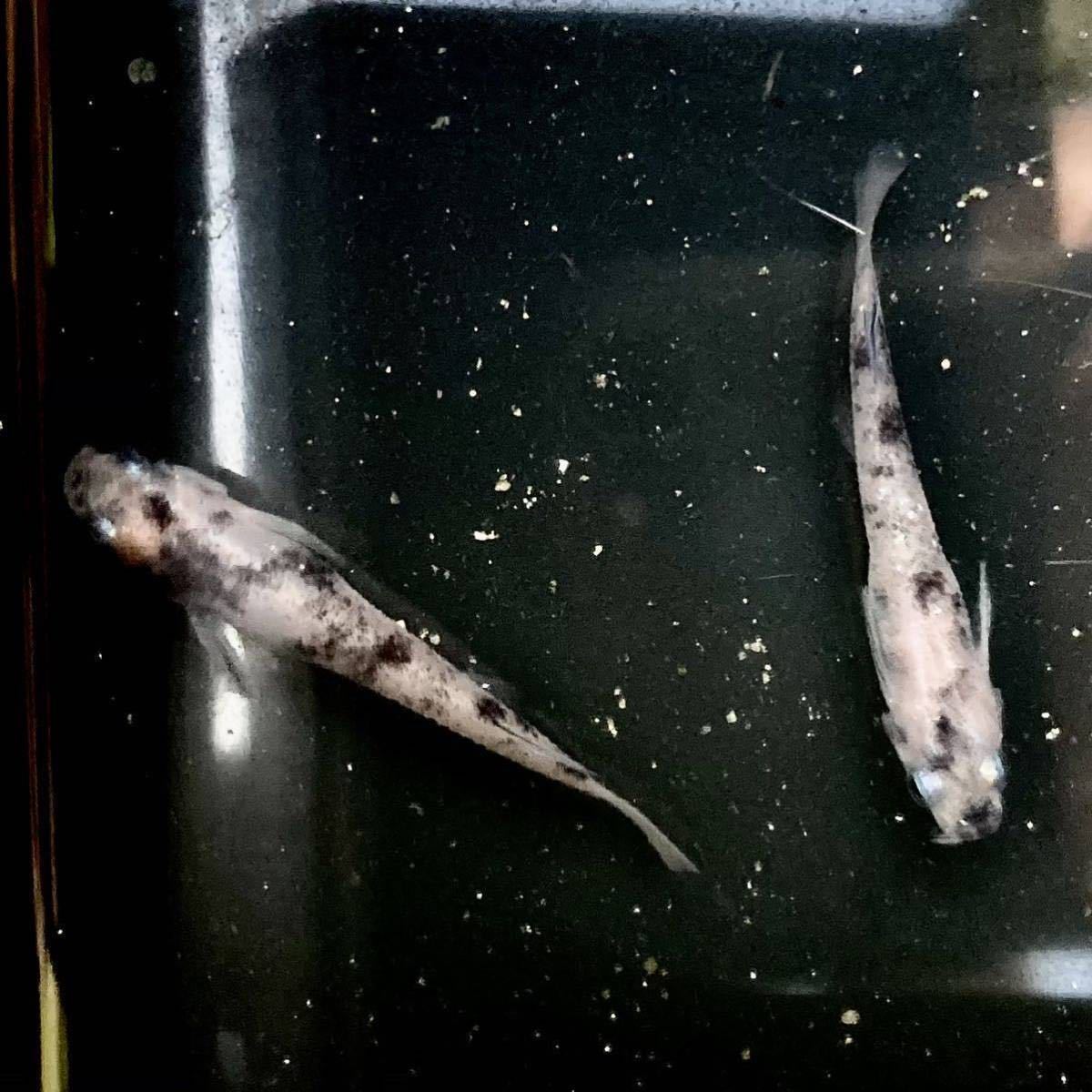 天目メダカ 白ブチメダカの有精卵15個 A 墨 黒 三色メダカとの交配にもオススメ No2 めだか 売買されたオークション情報 Yahooの商品情報をアーカイブ公開 オークファン Aucfan Com