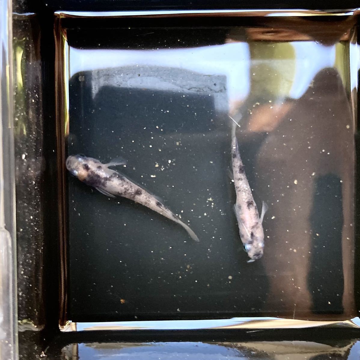 天目メダカ 白ブチメダカの有精卵15個 A 墨 黒 三色メダカとの交配にもオススメ No2 めだか 売買されたオークション情報 Yahooの商品情報をアーカイブ公開 オークファン Aucfan Com