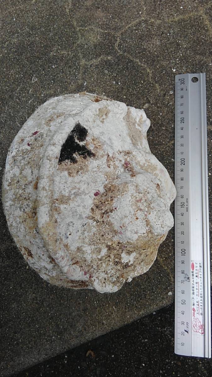 SALE，得価 蝶 標本 アサヒナキマダラセセリ♂ 規制前採集 石垣島