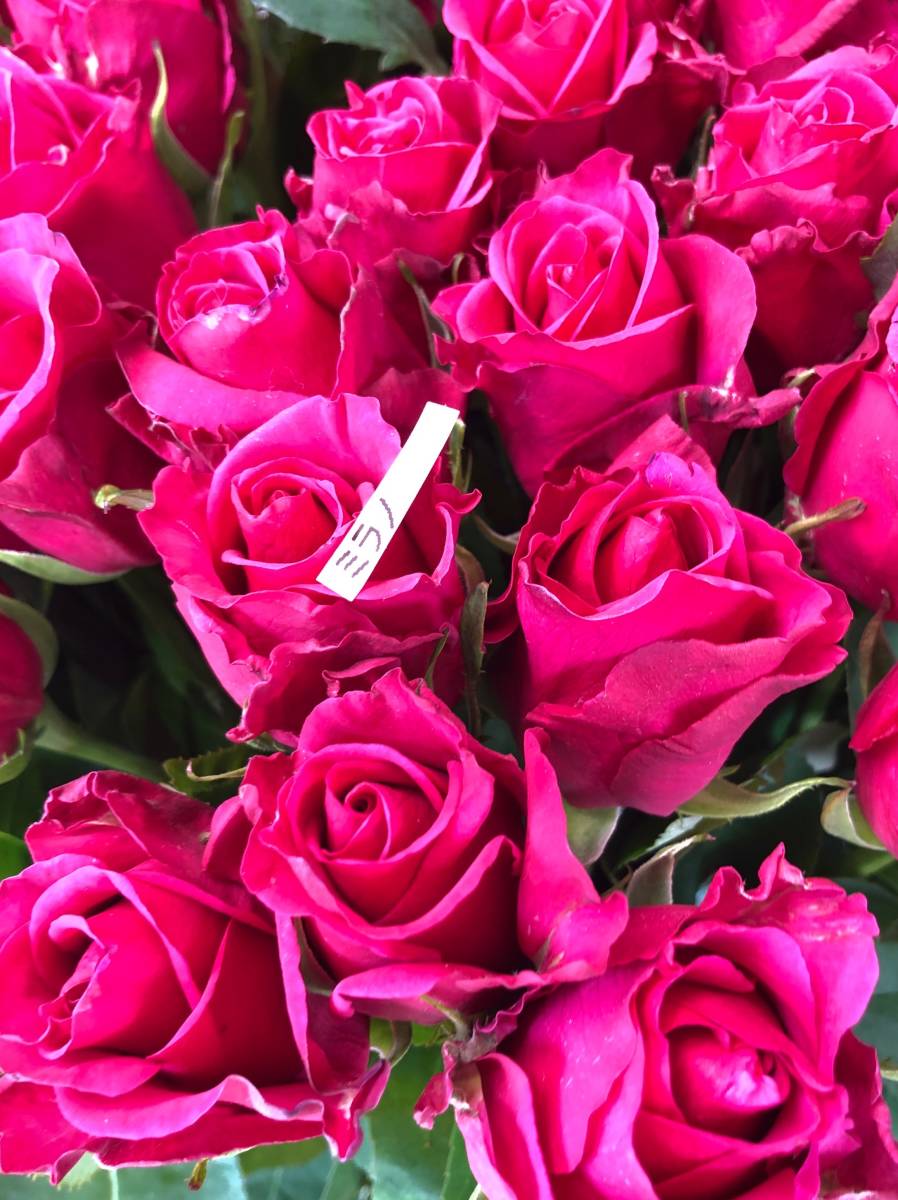 切り花品種 ミラノ 紫のバラ 濃い赤紫の花色 四季咲き大輪 挿し木苗 バラ 売買されたオークション情報 Yahooの商品情報をアーカイブ公開 オークファン Aucfan Com