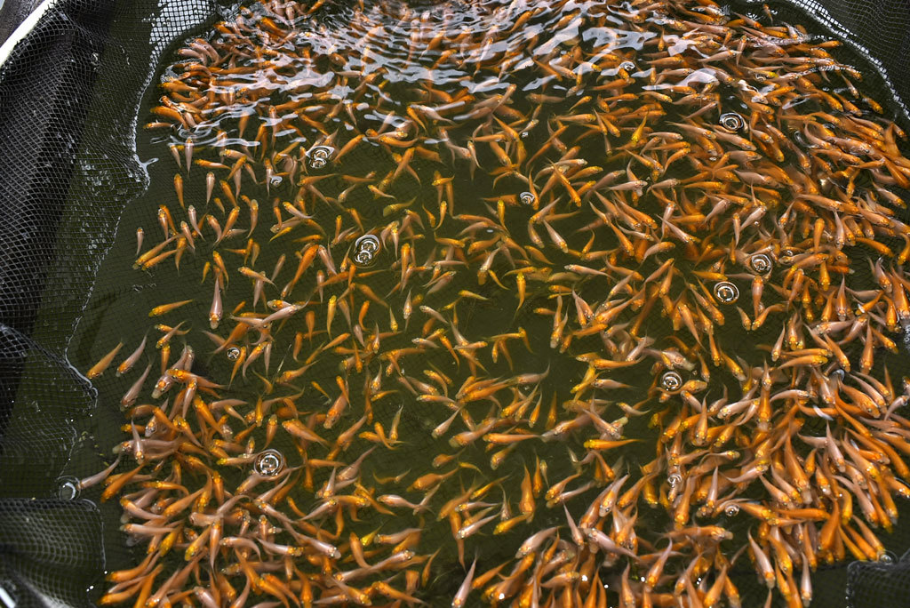 錦鯉 前回とは別腹 稚魚 500尾 紅白 2センチ 4センチ 錦鯉 売買されたオークション情報 Yahooの商品情報をアーカイブ公開 オークファン Aucfan Com