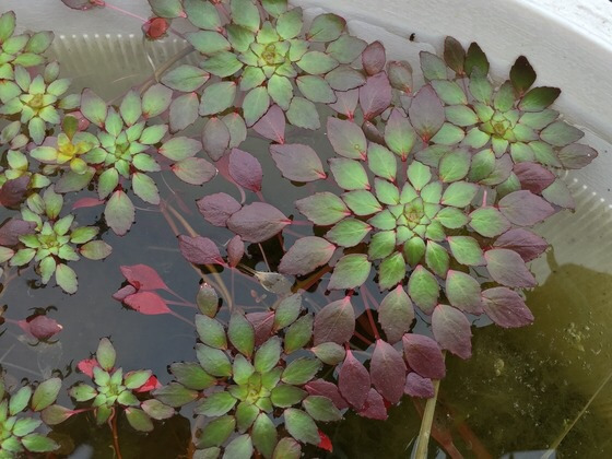 ｐｕｒｅビオトープ水草 コビトヒメビシ1ポット 華かに 美しいく涼しげな葉 メダカに最適 水質浄化 睡蓮 種 赤く綺麗に 水草 売買されたオークション情報 Yahooの商品情報をアーカイブ公開 オークファン Aucfan Com