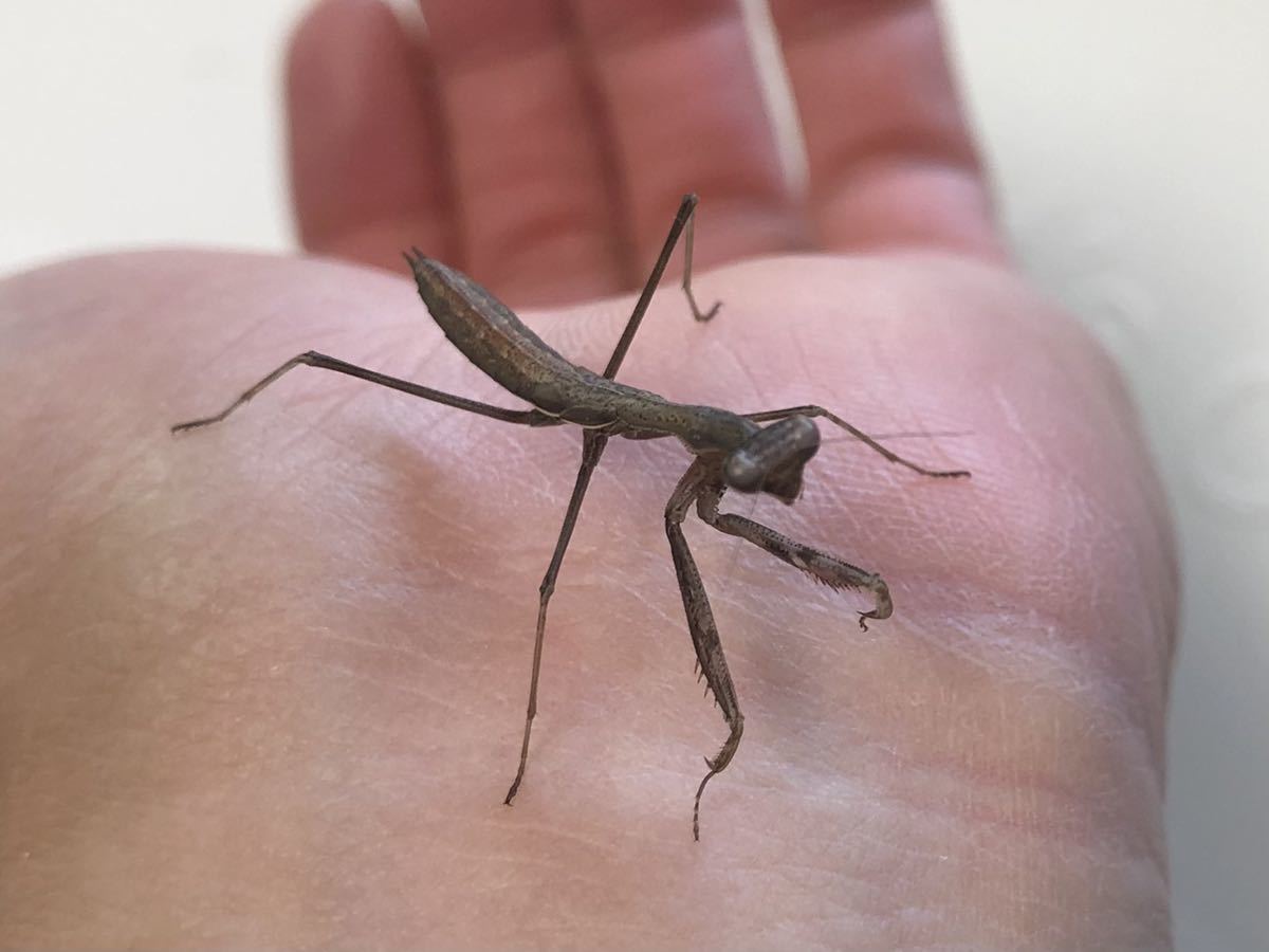 コカマキリ 1匹 虫類 売買されたオークション情報 Yahooの商品情報をアーカイブ公開 オークファン Aucfan Com