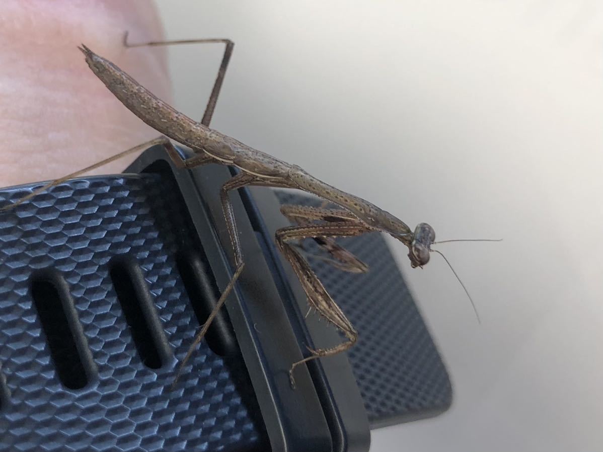 コカマキリ 1匹 虫類 売買されたオークション情報 Yahooの商品情報をアーカイブ公開 オークファン Aucfan Com
