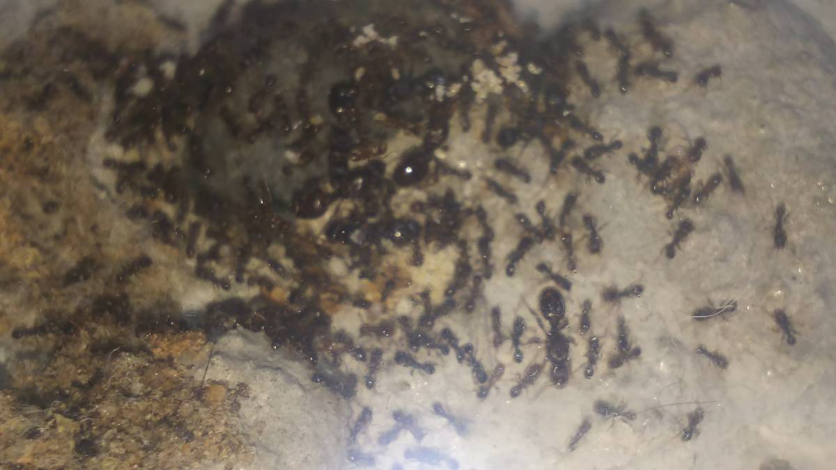 トビイロシワアリ女王8匹コロニー〈ライ巣〉_1