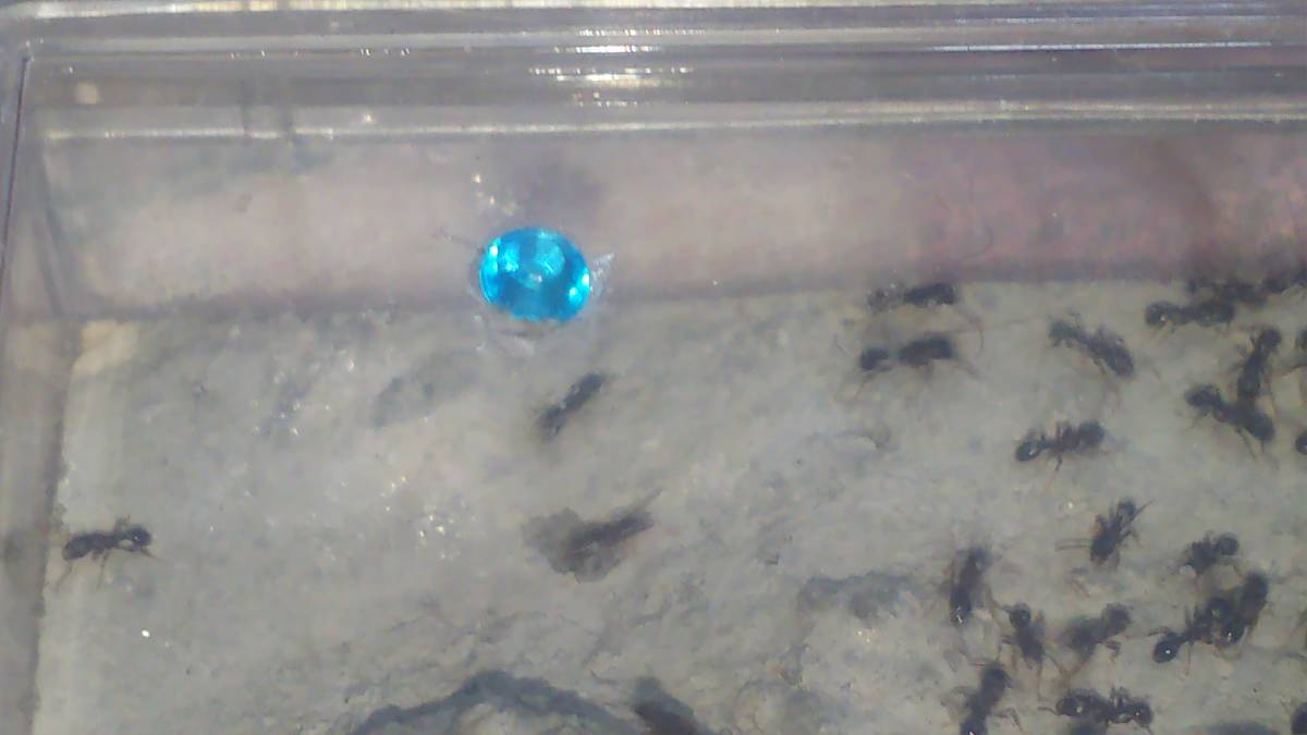 トビイロシワアリ女王8匹コロニー〈ライ巣〉_2