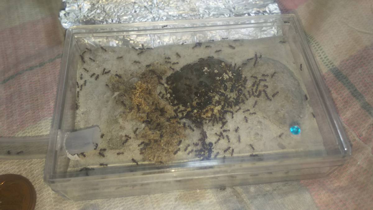 トビイロシワアリ女王8匹コロニー〈ライ巣〉_3