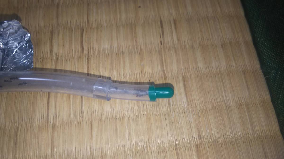 トビイロシワアリ女王8匹コロニー〈ライ巣〉_4