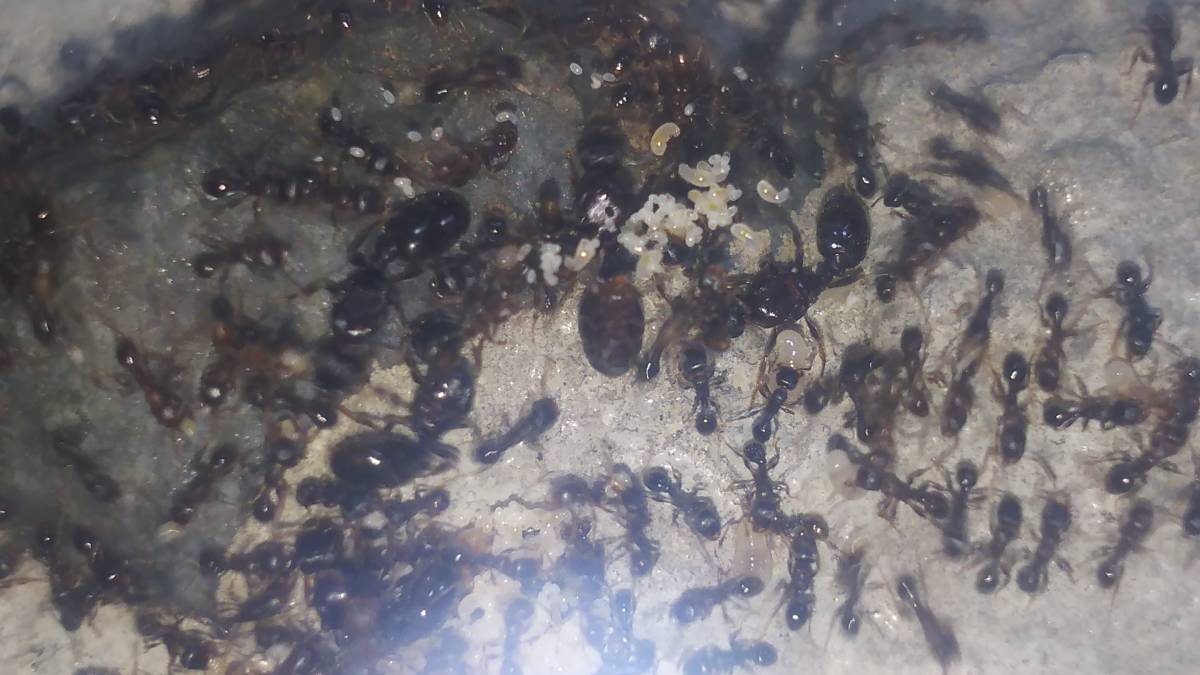 トビイロシワアリ女王8匹コロニー〈ライ巣〉_5