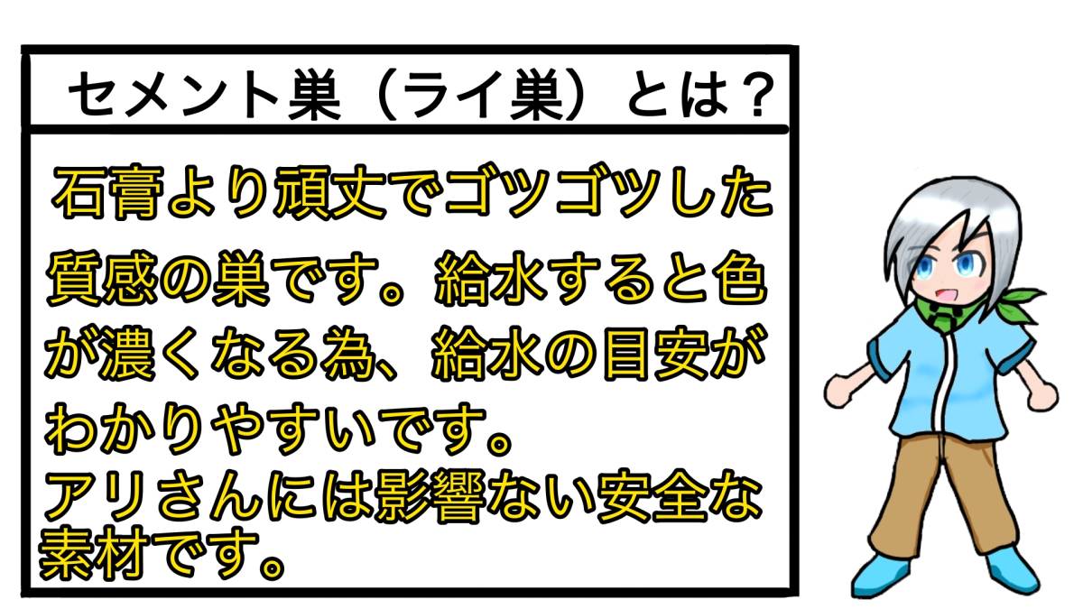 トビイロシワアリ女王8匹コロニー〈ライ巣〉_7
