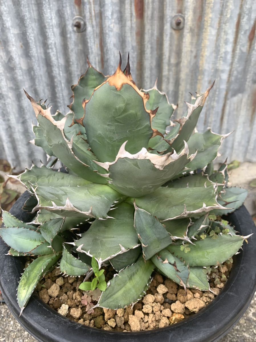 ③ POP 子株 コレクション株 白鯨 Agave titanota 台湾 太棘 黒棘