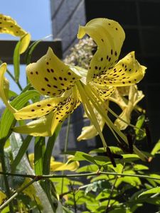 むかごのヤフオク の相場 価格を見る ヤフオク のむかごのオークション売買情報は35件が掲載されています