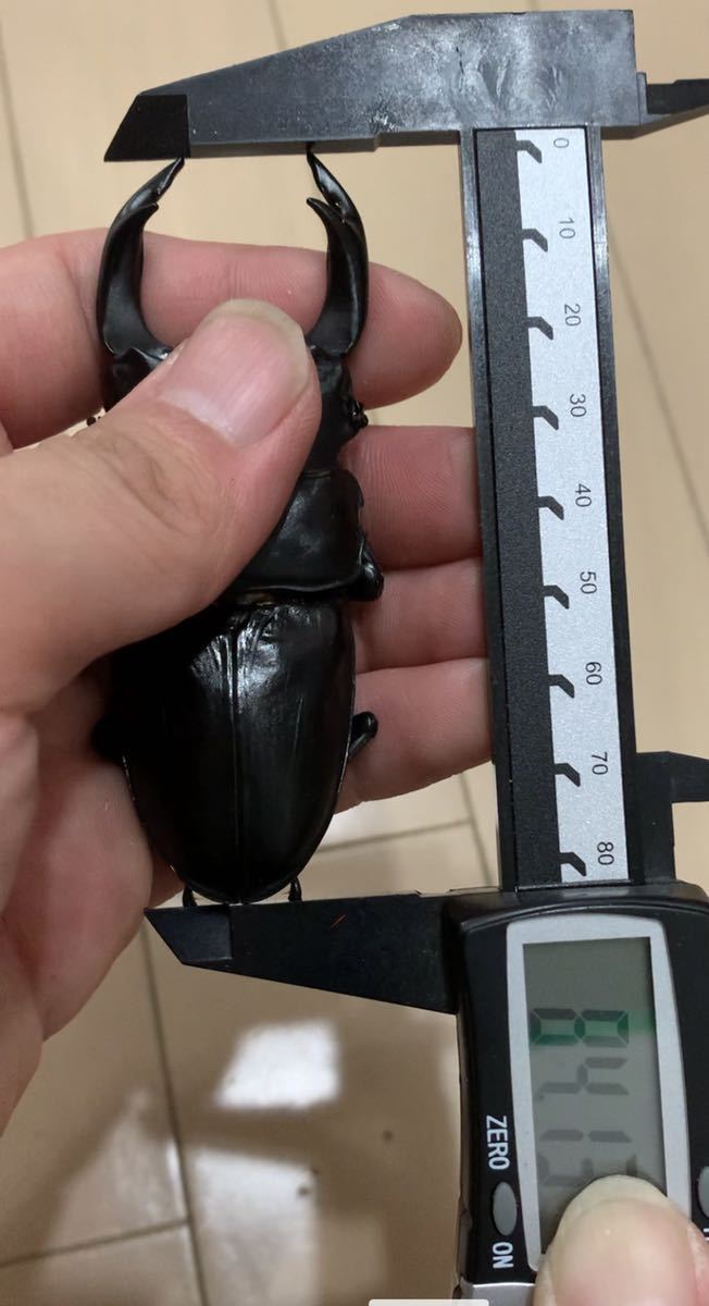 久留米産♂84.1mm ♀ 53mm台×2頭+おまけ♀1頭　計4頭セット_1