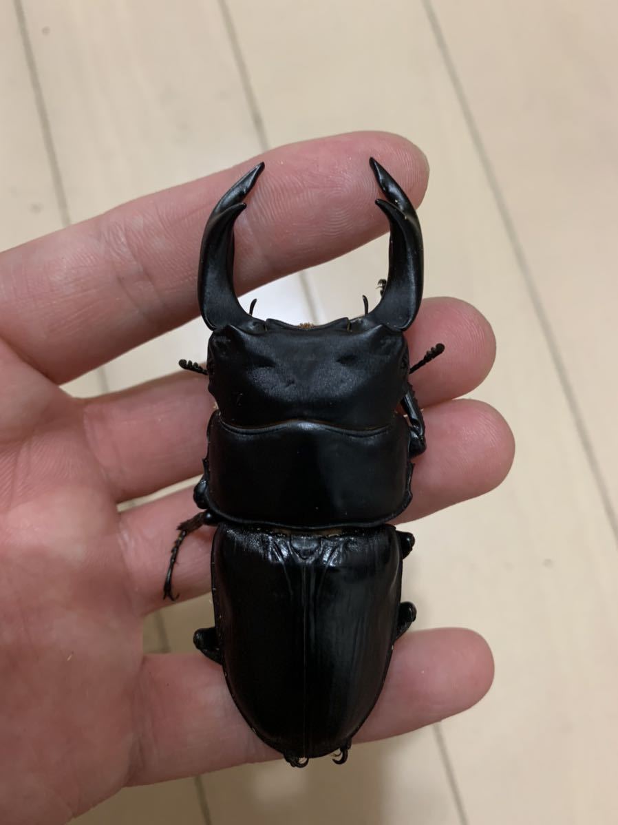 久留米産♂84.1mm ♀ 53mm台×2頭+おまけ♀1頭　計4頭セット_2