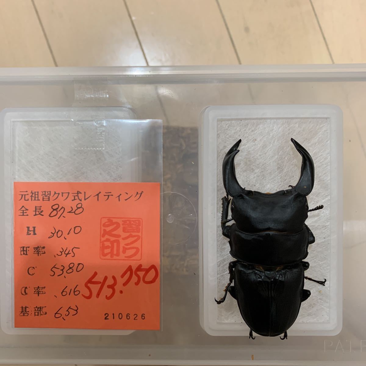 久留米産♂84.1mm ♀ 53mm台×2頭+おまけ♀1頭　計4頭セット_3