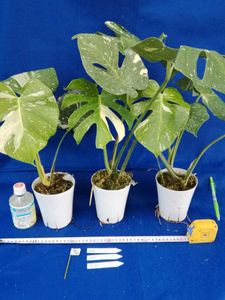 観葉植物のヤフオク の相場 価格を見る ヤフオク の観葉植物のオークション売買情報は1 0件が掲載されています