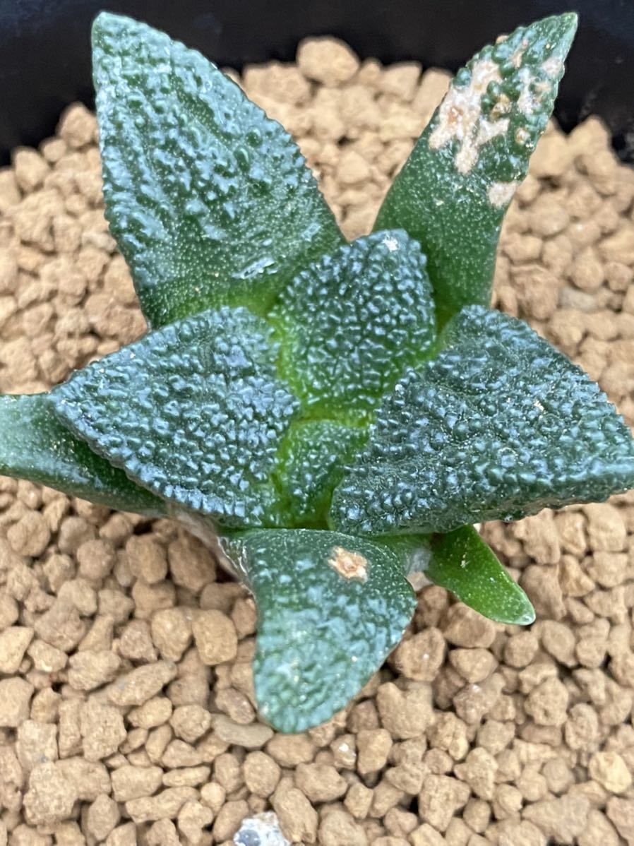 ☆奈研☆サボテン・多肉植物☆1☆亀甲牡丹(ゴジラ実生) Ariocarpus