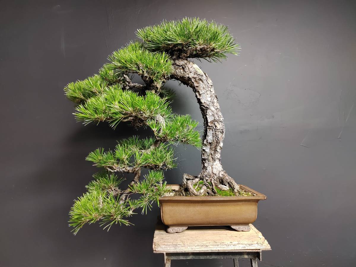 黒松盆栽　文人木　65cm 黒松　盆栽　匿名配送　‼️ 黒松 文人盆栽 黒松盆栽 文人木 65cm 黒松 盆栽 匿名配送 【公式通販】