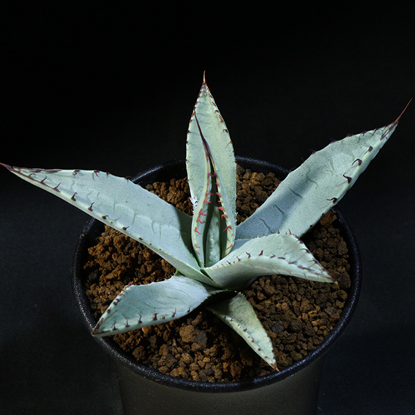 アガベ ネオメキシカーナ parryi パリー Agave agave prryi 0 ssp the