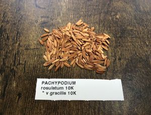 種子10粒 パキポディウムのヤフオク の相場 価格を見る ヤフオク の種子10粒 パキポディウムのオークション売買情報は118件が掲載されています