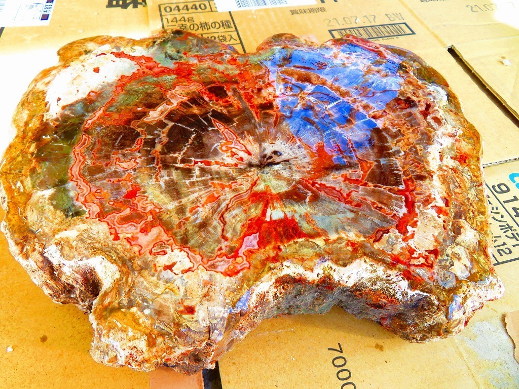 両面研磨☆絶品☆北米アリゾナ産☆化石珪化木10000分の1三畳紀標本
