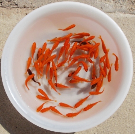 生き餌 小赤 ６００匹 Pm Ssp Ma Gov Br