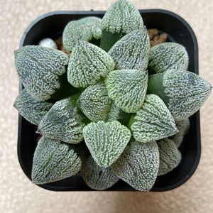 ハオルチア 種子のヤフオク の相場 価格を見る ヤフオク のハオルチア 種子のオークション売買情報は24件が掲載されています