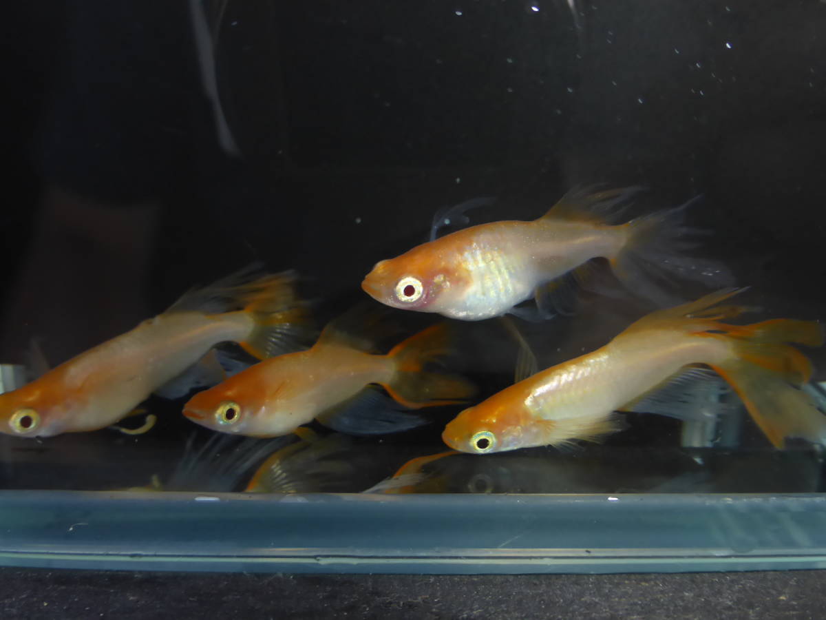 ☆サファイア 背ビレなし☆上物個体 3匹トリオ 現物出品 イニメダカ