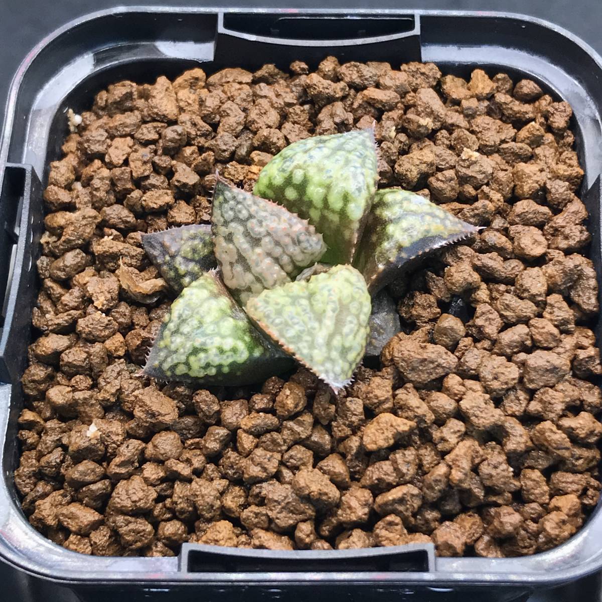 14【実生未繁殖】多肉植物 ハオルチア ハオルチア 多肉植物実生未繁殖
