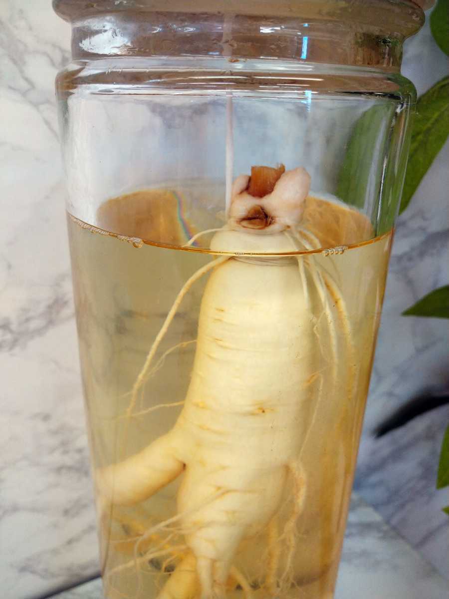 Bt 朝鮮人参 高麗人参 古酒 蔵出し 年代不明 高さ37cm 滋養強壮 健康長寿 養命 瓶漬け 1000 重さ3 5kg 他多数出品中 紹興酒 老酒 売買されたオークション情報 Yahooの商品情報をアーカイブ公開 オークファン Aucfan Com