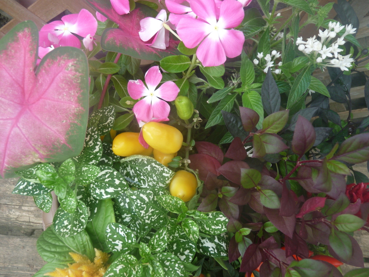 花束みたいな寄せ植え カラジウム 唐辛子 日々草 鶏頭 ペンタス ヒポエステス プレゼントにも 同梱不可 花 売買されたオークション情報 Yahooの商品情報をアーカイブ公開 オークファン Aucfan Com