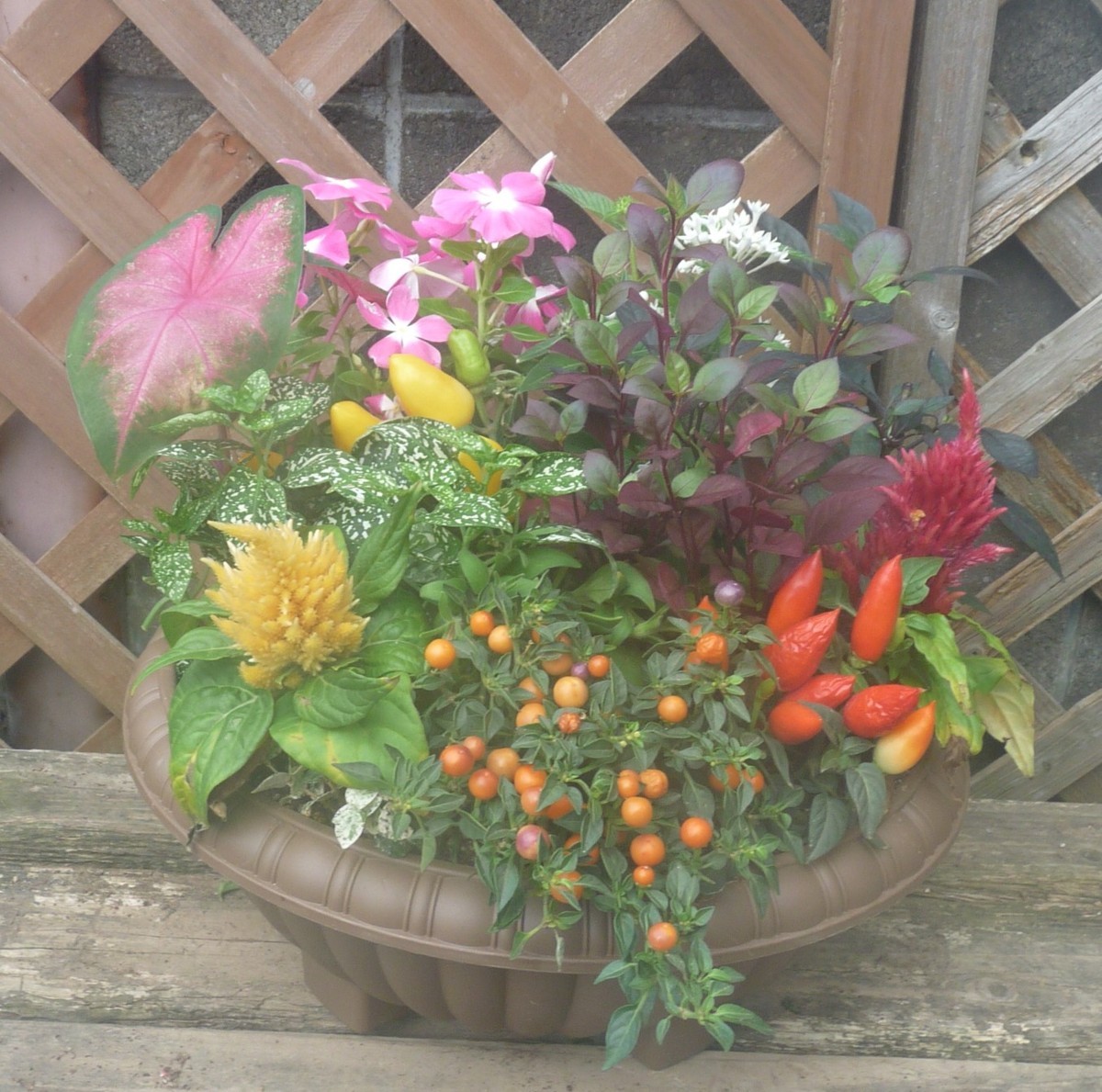 花束みたいな寄せ植え カラジウム 唐辛子 日々草 鶏頭 ペンタス ヒポエステス プレゼントにも 同梱不可 花 売買されたオークション情報 Yahooの商品情報をアーカイブ公開 オークファン Aucfan Com