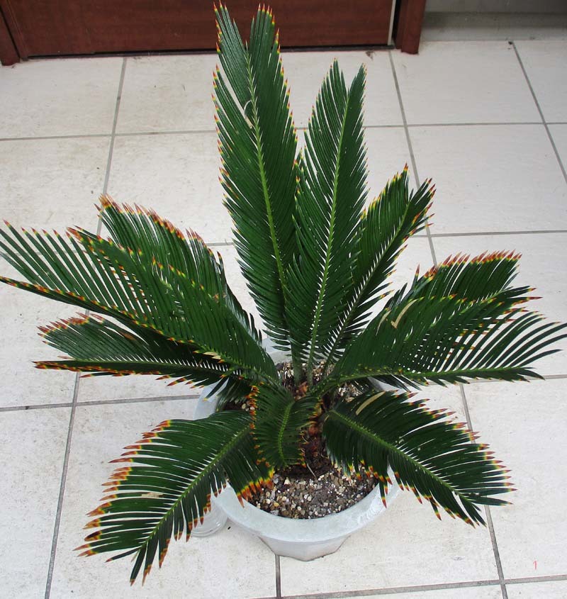 観葉植物 キンカンソテツ 蘇鉄 ソテツ 植物 金冠ソテツ 金環ソテツ