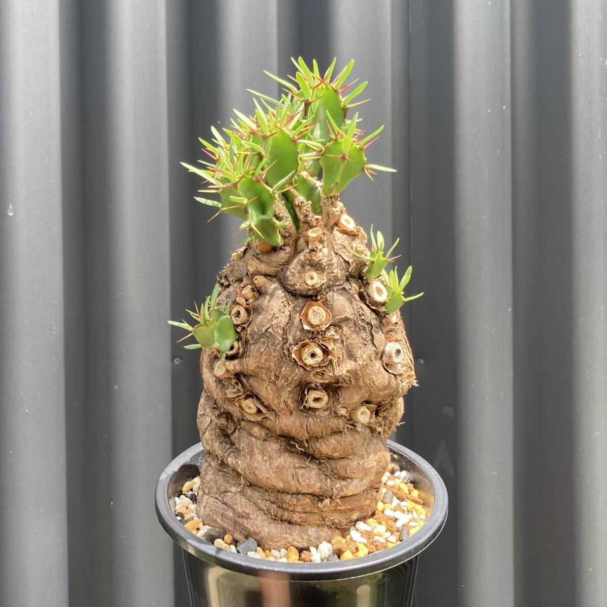 ユーフォルビア Euphorbia ムランジーナ mlanjeana ユーフォルビア 