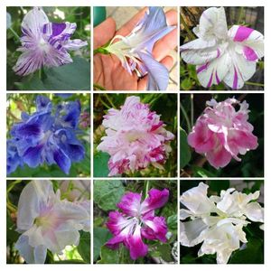 変化朝顔の平均価格は753円 ヤフオク 等の変化朝顔のオークション売買情報は16件が掲載されています