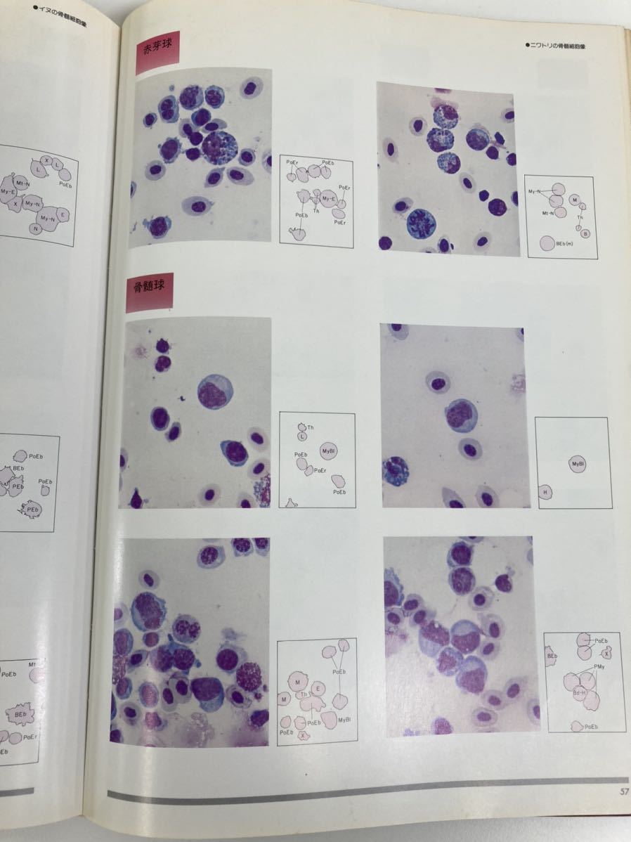 除籍本】家畜血液図説 著者 家畜血液図説編集委員会 チクサン出版社
