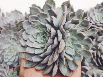 多肉植物 エケベリア 韓国 S115ピンクザラゴーサ 10個 サボテン 売買されたオークション情報 Yahooの商品情報をアーカイブ公開 オークファン Aucfan Com