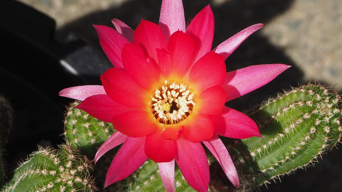 Chamaelobivia Terry S Surprise カマエロビビア カマエケレウス 白檀系交配種 花サボテン サボテン 売買されたオークション情報 Yahooの商品情報をアーカイブ公開 オークファン Aucfan Com