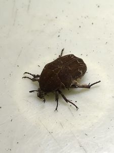 幼虫 ハナムグリの平均価格は3 553円 ヤフオク 等の幼虫 ハナムグリのオークション売買情報は42件が掲載されています