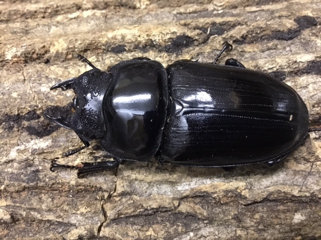 オオクワガタ 新成虫 能勢YG | ♀単品 50.7mm カブクワショップ横浜 
