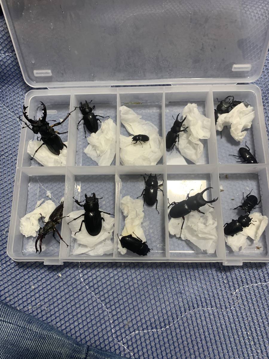 天然アカアシクワガタ（宮崎県産）48ミリペアの販売⁄クワガタ工房