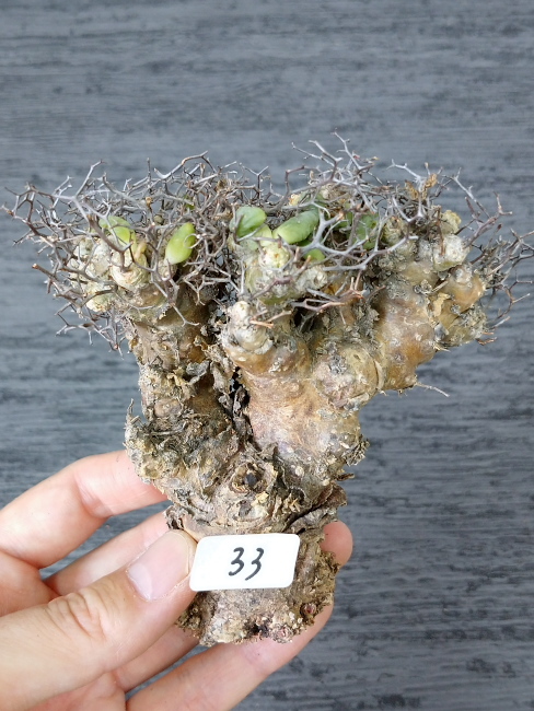 現地株】万物想 小33（Tylecodon reticulatus/チレコドン 