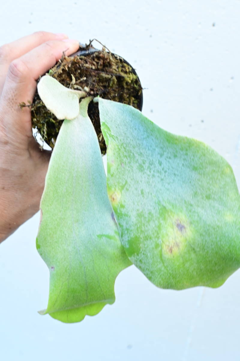 TC( x )④ @ ビカクシダ