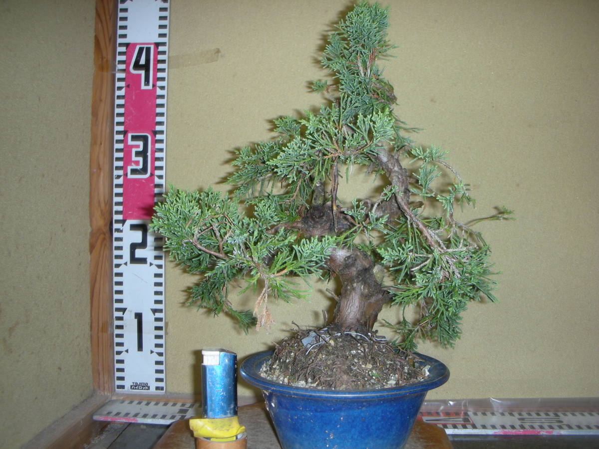 糸魚川真柏盆栽 9-1-1