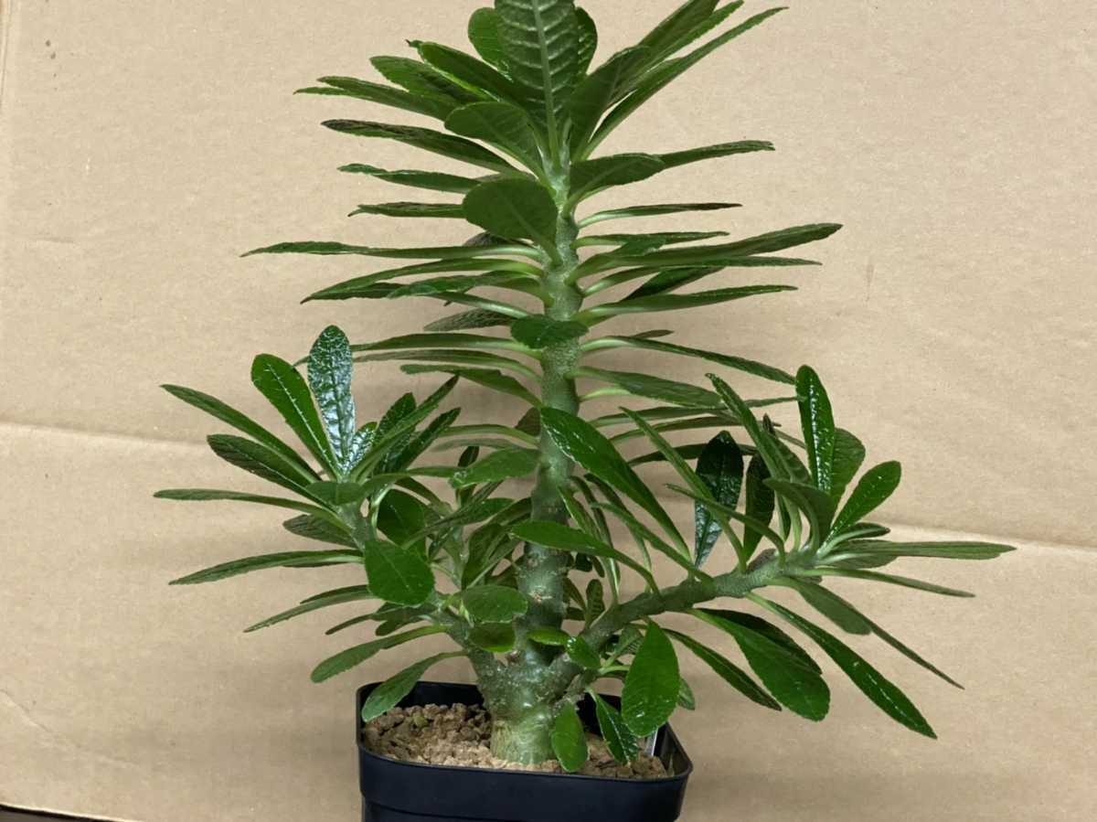 塊根植物 ドルステニア ギガス実生苗